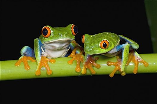 红眼树蛙,一对,哥斯达黎加