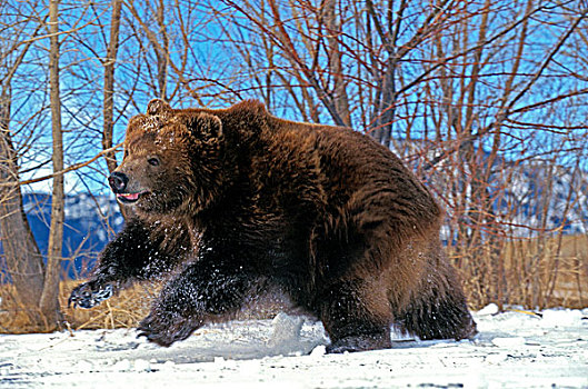 科迪亚克熊,棕熊,成年,跑,阿拉斯加