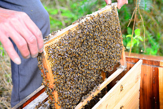 蜂蜜,养蜂