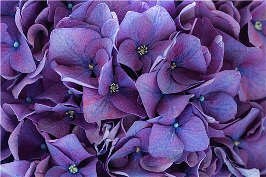 紫色,八仙花属