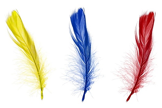 红色,蓝色,黄色,羽毛