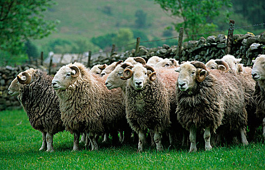 家羊,石墙,草场,坎布里亚,英格兰,欧洲