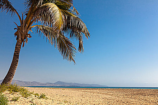 海滩,棕榈树,富埃特文图拉岛,加纳利群岛,西班牙,欧洲