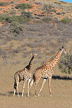 长颈鹿,雌性,站立,雄性,走,干草,卡拉哈迪大羚羊国家公园,北开普,南非,非洲