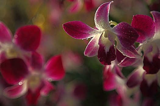 南山兰花节