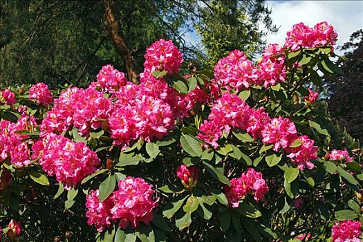 杜鹃花属植物,培育品种,开花,松树,花