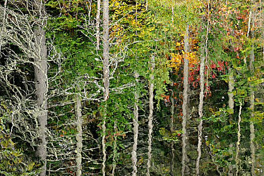 北方生物带,反射,阿尔冈金省立公园,安大略省,加拿大