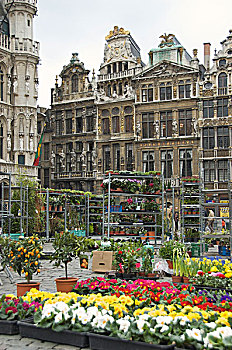 比利时,布鲁塞尔,花市,大广场