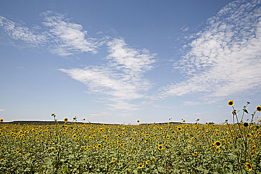黄色,野花,德克萨斯,美国