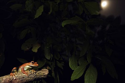 树蛙,雨蛙科,夜晚,满月,国家公园,秘鲁