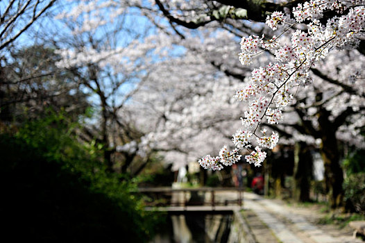 京都耐良赏樱