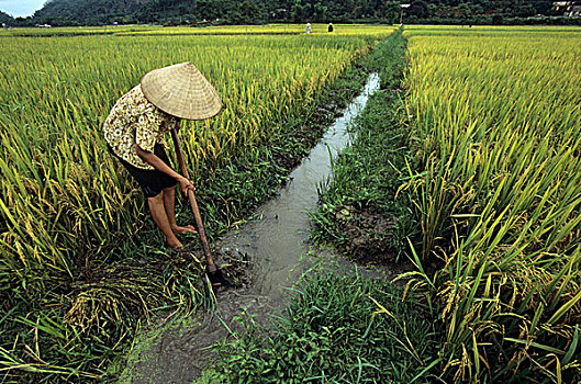 人,水,水道,稻米,丰收,泰国,省,越南,东南亚