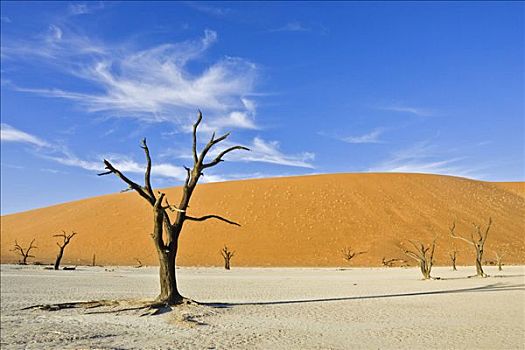 枯木,干燥,粘土,死亡谷,纳米布沙漠,纳米比亚,非洲