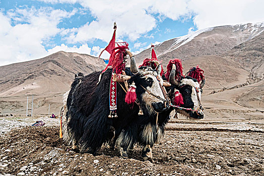 牦牛,装扮,工作,地点,西藏,中国