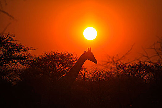 长颈鹿,正面,日落,纳米比亚,非洲