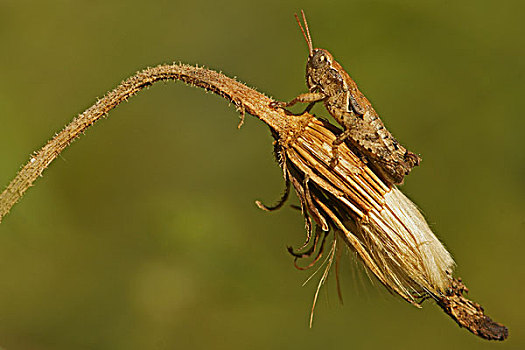 蝗虫,幼体,保加利亚,欧洲
