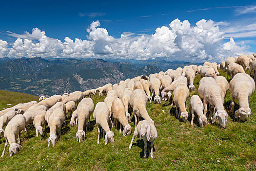 绵羊,牧群,牧羊人,放牧,高原,蒙特卡罗,马尔切斯内,伦巴第,意大利