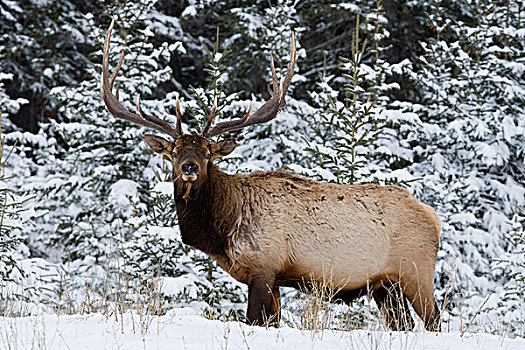 美洲,麋鹿,鹿属,鹿,雄性动物,冬天,栖息地,碧玉国家公园,艾伯塔省,加拿大