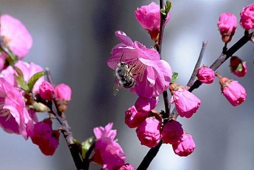 在河北省张家口市宣化区人民公园拍摄盛开的春花