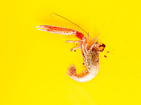 海螯虾,黄色,背景