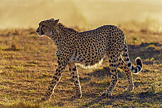 印度豹,猎豹,早晨,亮光,马赛马拉国家保护区,肯尼亚,非洲