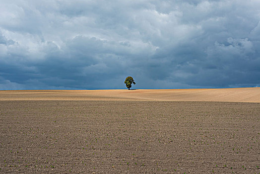 孤树,农业,风景,图林根州,德国,欧洲