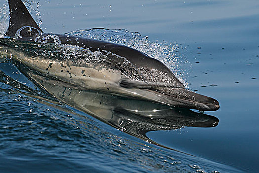 常见海豚,真海豚,平面,峡岛,加利福尼亚