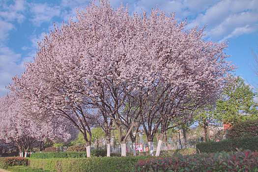 樱花树