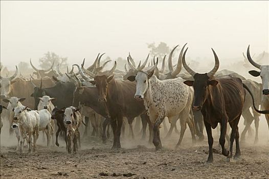 牧群,喀麦隆,非洲
