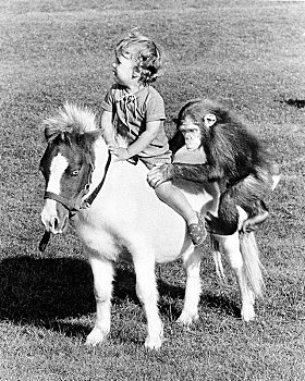 孩子,黑猩猩,乘,小马,英格兰,英国