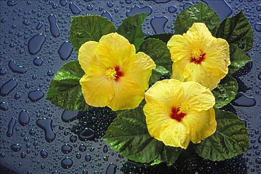 夏威夷,黄色,木槿,花,蓝色背景,背景,水滴,棚拍