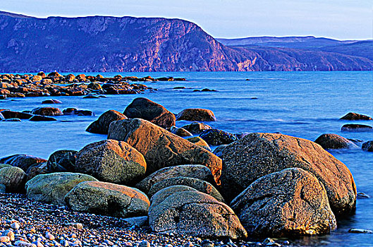 石头,龙虾,小湾,格罗莫讷国家公园,纽芬兰,加拿大