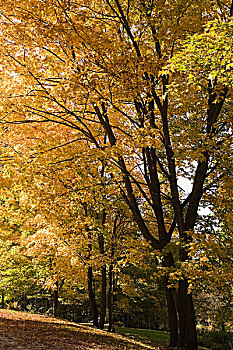 枫树,落叶,地上,秋天