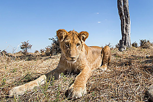 非洲,博茨瓦纳,乔贝国家公园,广角,幼狮,狮子,休息,靠近,遥远,摄影,刺槐,萨维提,湿地