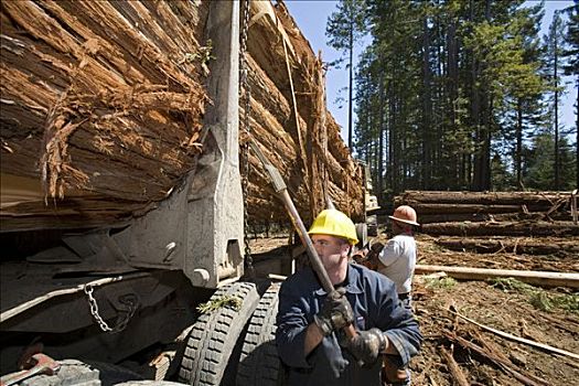 工人,伐木,红杉,堡垒,北加州,美国