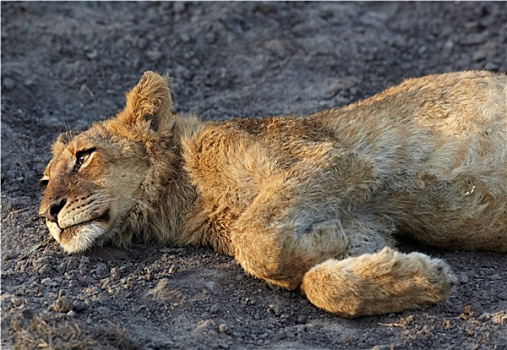 狮子,休息