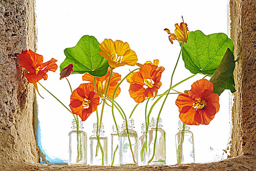 旱金莲花,几个,小,玻璃瓶,窗台