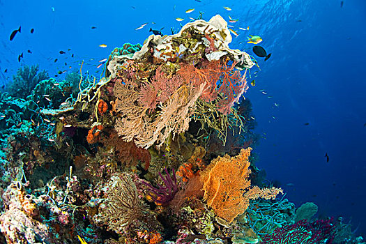 印度尼西亚,南,苏拉威西岛,省,瓦卡托比,群岛,海洋,保存,质朴,深潜