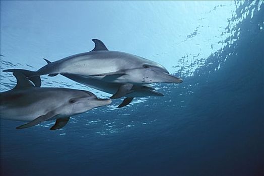 大西洋点斑原海豚,花斑原海豚,三个,水下,加勒比海