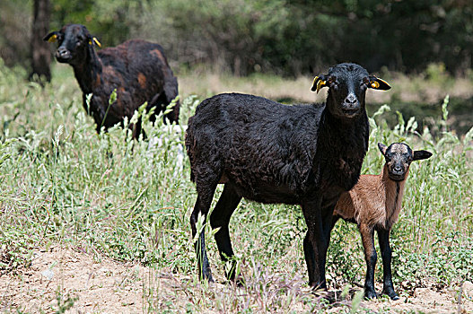 纯种动物,喀麦隆,母羊,羊羔