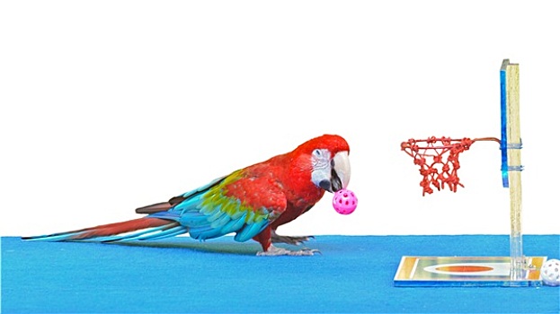 金刚鹦鹉,玩,篮球,球,玩具,隔绝,白色背景