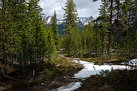 积雪,小路,树林,秃头,山,碧玉国家公园,艾伯塔省,加拿大