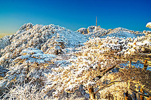 黄山,雪景,树林,蓝天,光明顶,日出