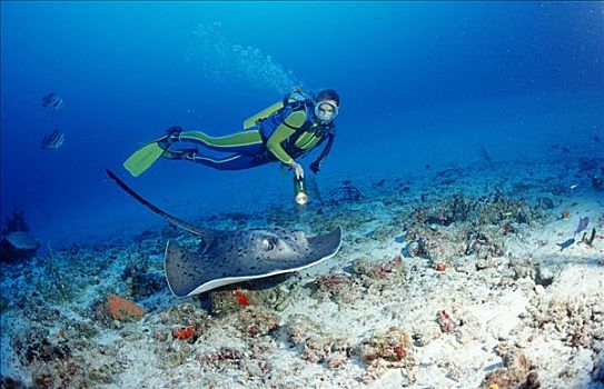 潜水者,阿里环礁,马尔代夫,印度洋