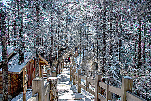 四川大邑县西岭雪山密林中的栈道