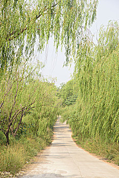 柳林道路