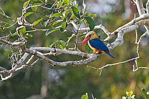 翠鸟,檀中埠廷国立公园,印度尼西亚