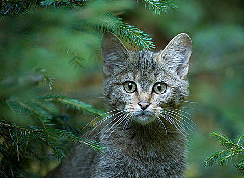 野猫科动物,斑貓,幼兽,俘获,巴伐利亚森林国家公园,巴伐利亚,德国,欧洲