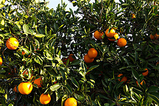 瓦伦西亚,橘树