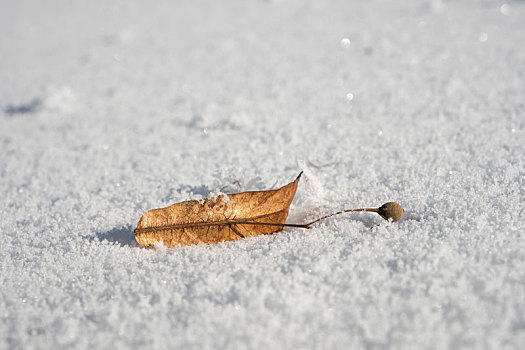 菩提树,种子,雪地